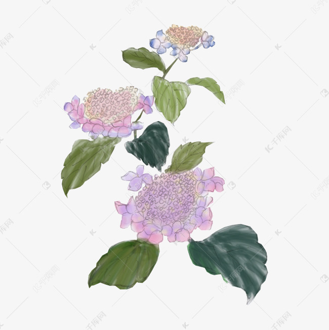 卡通手绘水彩紫阳花免抠png素材图片免费下载 高清卡通手绘psd 千库网 图片编号