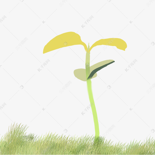 贴地的小草与长高的黄豆芽