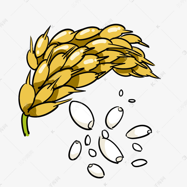 黄色的大米手绘插画