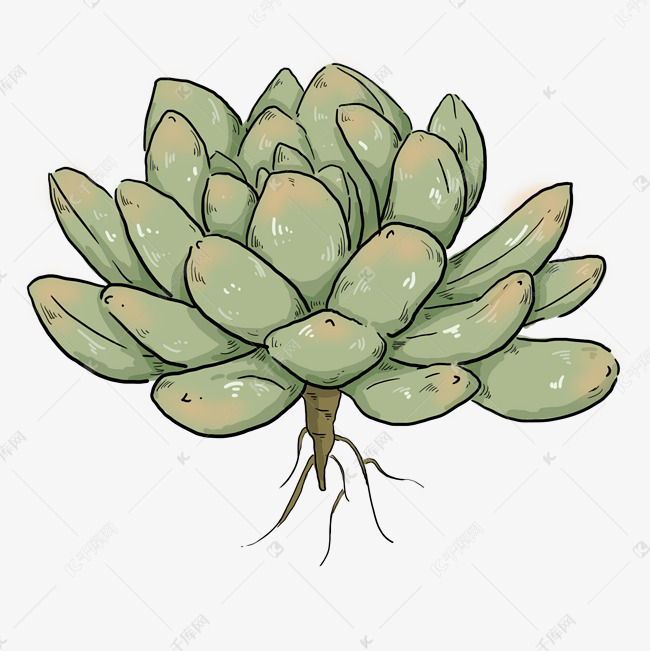 灰色多肉植物元素素材图片免费下载 高清装饰图案psd 千库网 图片编号 灰色多肉植物元素素材图片免费下载 高清装饰图案psd 千库网 图片编号
