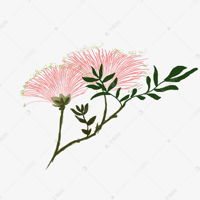 植物合欢花花植物合欢花