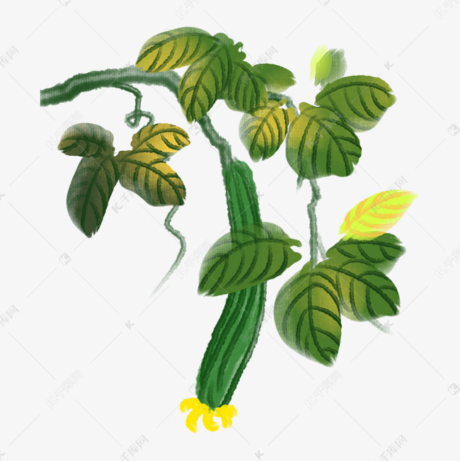 新鲜的绿色丝瓜插画