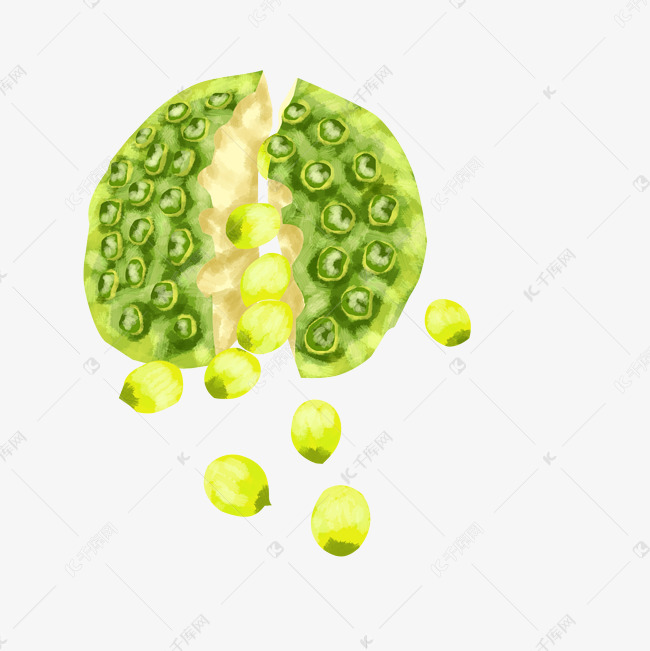 手绘粮食莲子插画素材图片免费下载-千库网
