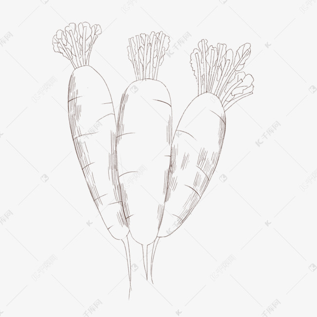 手绘白萝卜线描插画