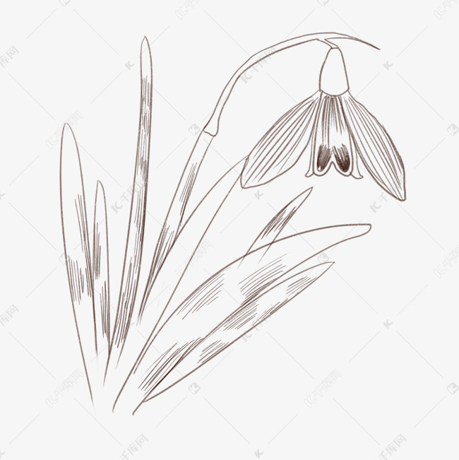 待雪草线描手绘插画素材图片免费下载 高清装饰图案psd 千库网 图片编号 待雪草线描手绘插画素材图片免费下载 高清装饰图案psd 千库网 图片编号