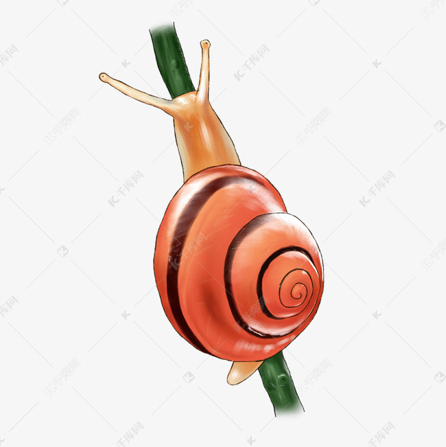 手绘写实风格向上爬行的红壳蜗牛