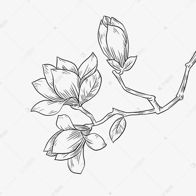 线描春季的玉兰花插画