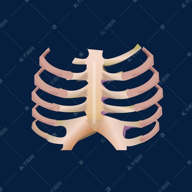 手绘器官肋骨插画