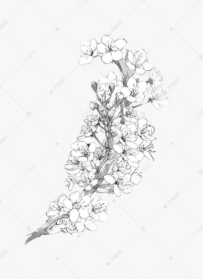 樱花梨花诗歌插图水墨黑白线稿上色素材平面设