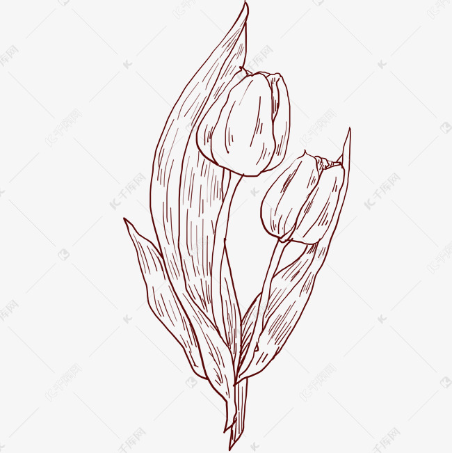 线描花苞植物插画