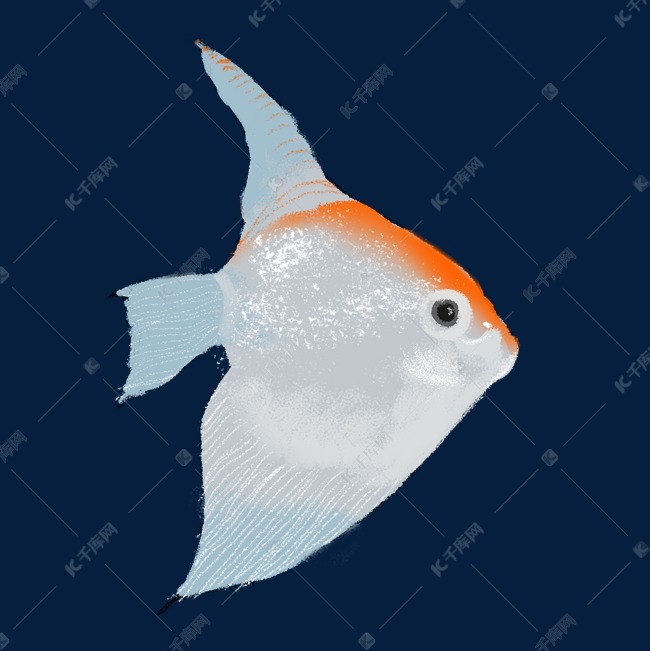 白色海鱼鱼鳍