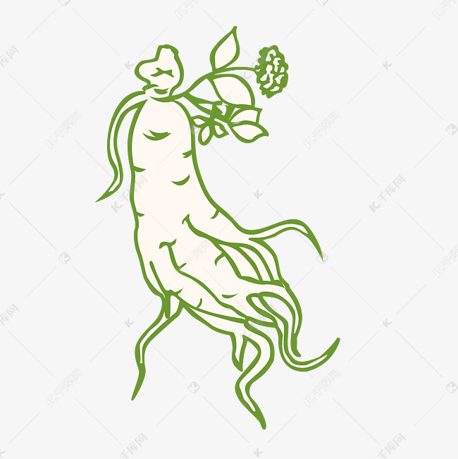 纯手绘人参素材设计