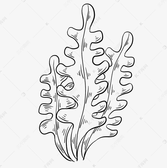 线描海带手绘插画
