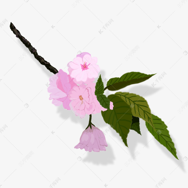 手绘樱花png素材
