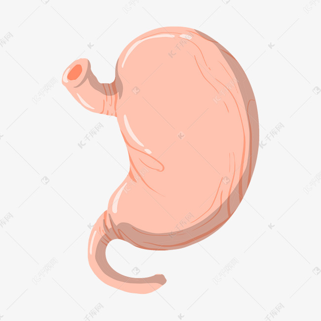 手绘胃口器官插画