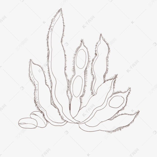 手绘毛豆线描插画