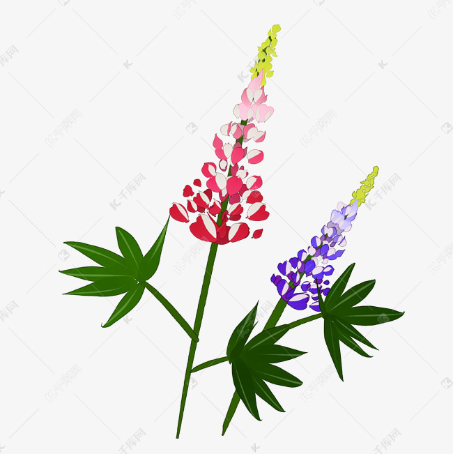 手绘羽扇豆插画装饰