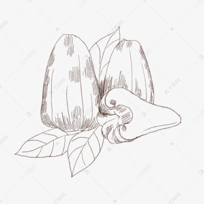 线描莲雾叶子