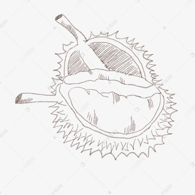 线描榴莲果肉