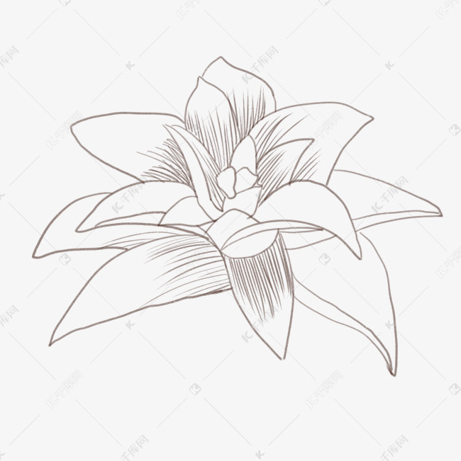 凤梨花线描手绘插画