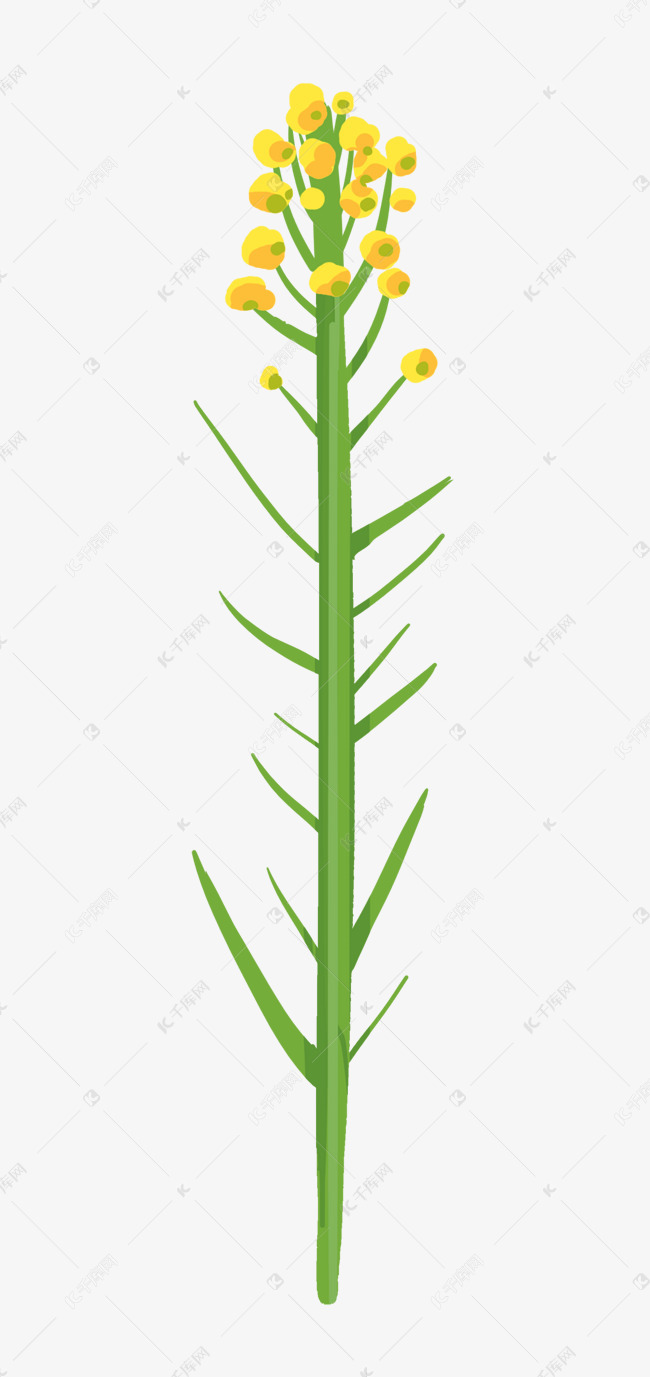 油菜花白菜花素材图片免费下载 高清装饰图案psd 千库网 图片编号 油菜花白菜花素材图片免费下载 高清装饰图案psd 千库网 图片编号