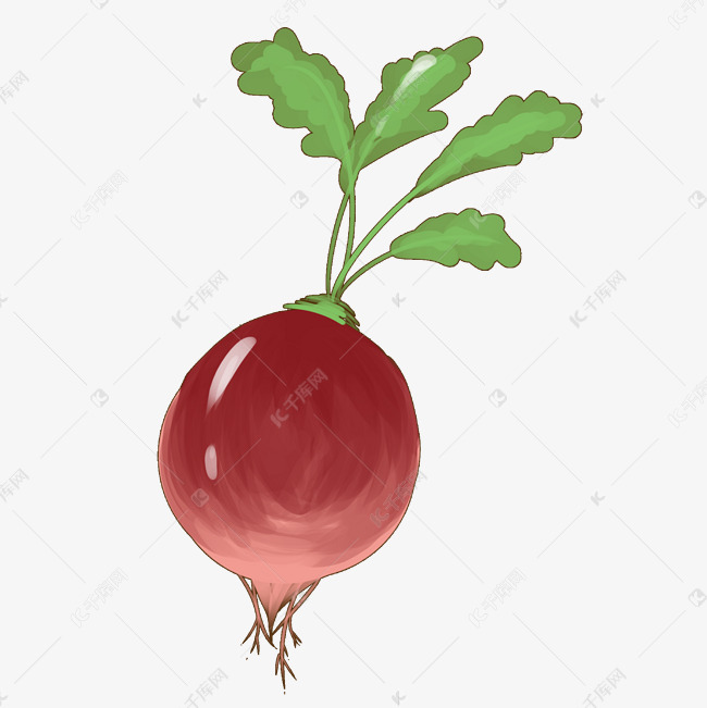 手绘新鲜蔬菜心里美萝卜