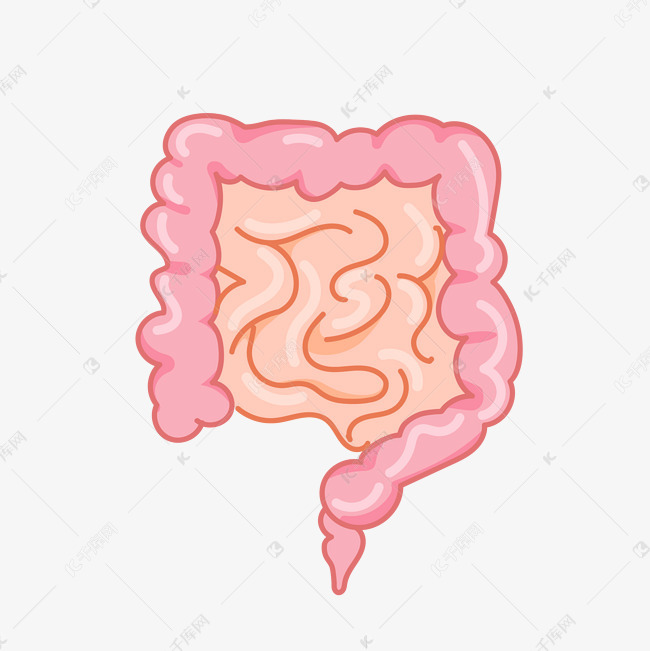 手绘人体器官肠子插画