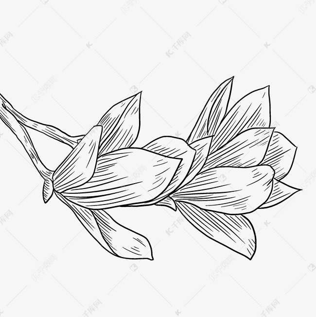 线描玉兰花花枝插画