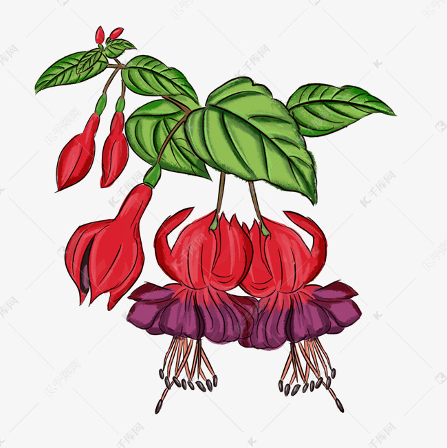 红色的灯笼花