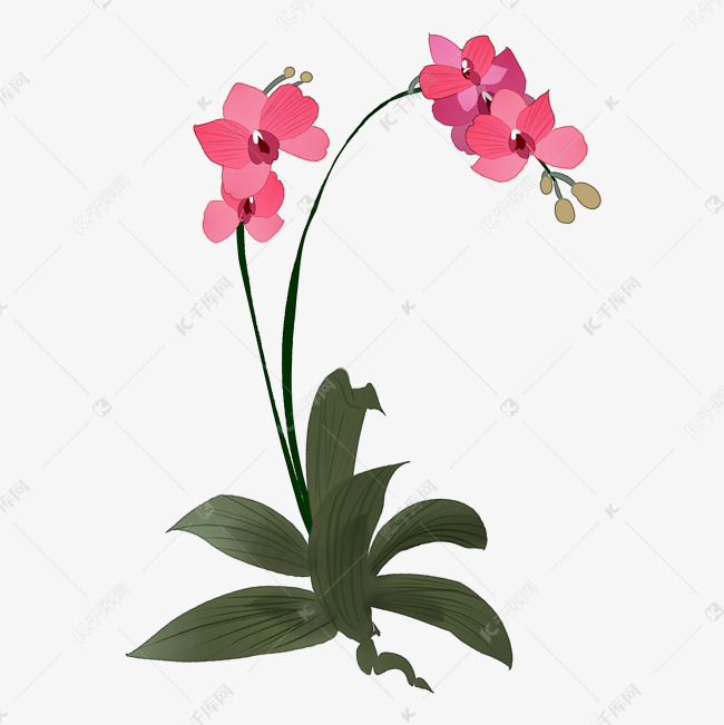 手绘蝴蝶兰插画装饰