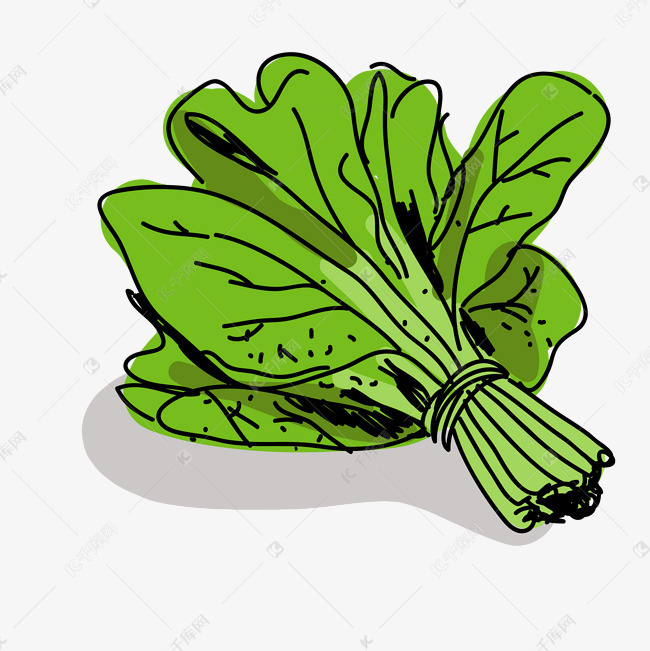 手绘菠菜速写png