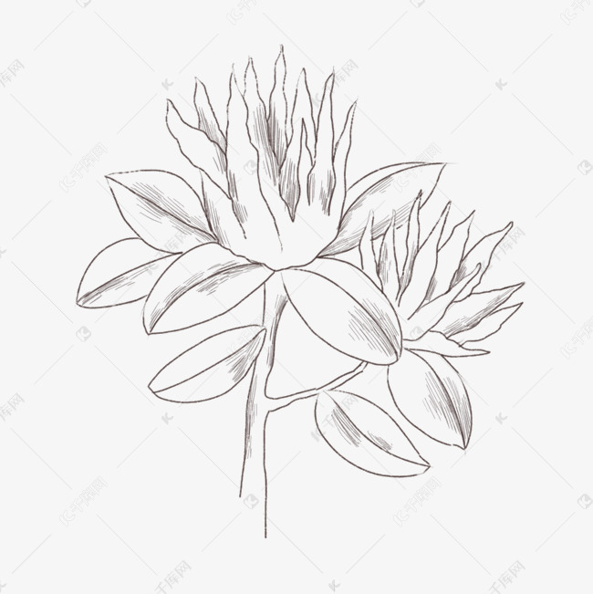 佛手瓜线描