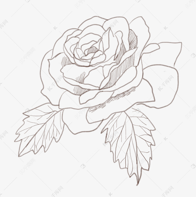 线描玫瑰花手绘插画素材图片免费下载 高清装饰图案psd 千库网 图片编号
