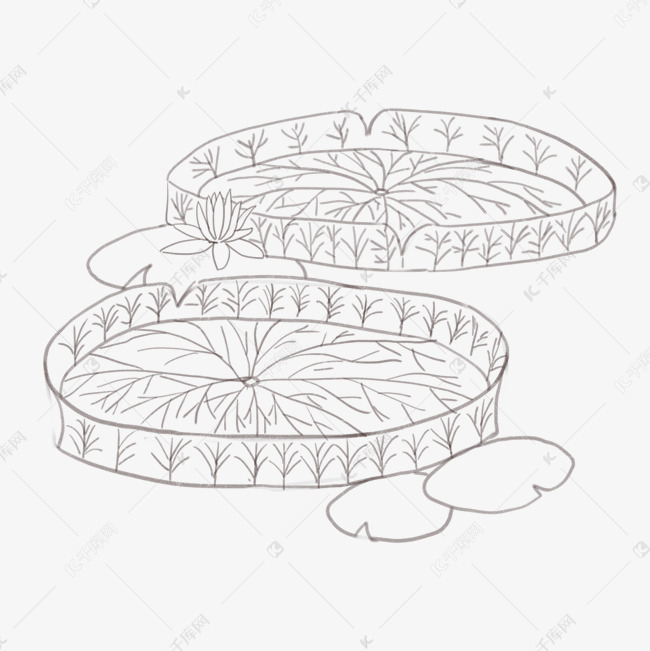 漂亮的王莲线描插画