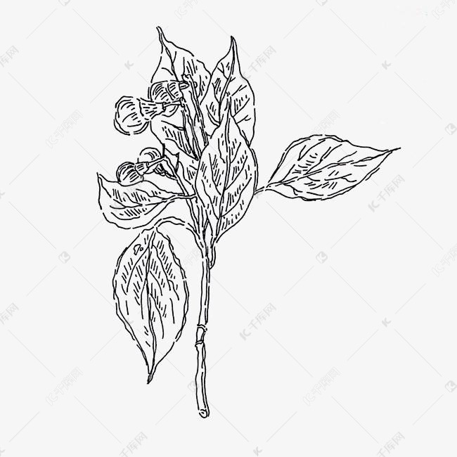 黑白手绘线条香樟叶子