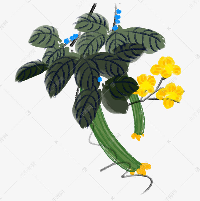 水墨丝瓜藤蔓插画