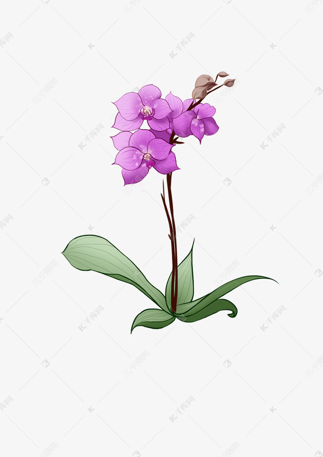 紫色的蝴蝶兰插画