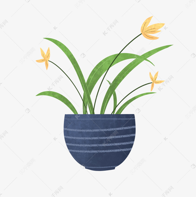 蓝色球形可爱兰花盆栽