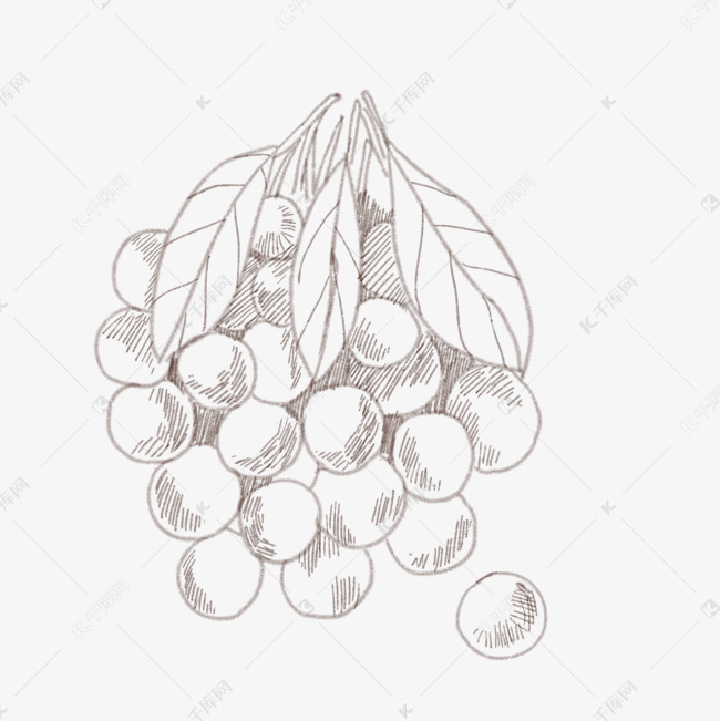 黑色线描龙眼插画