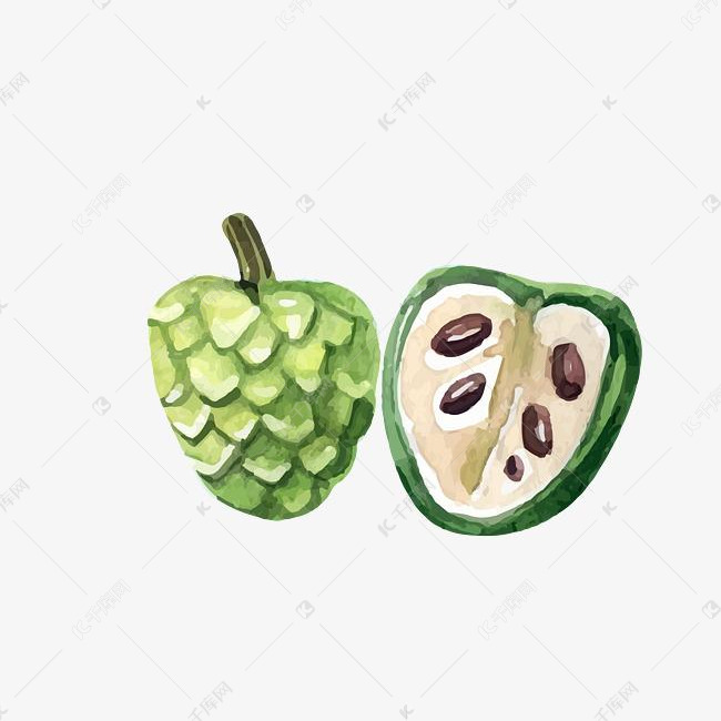 矢量手绘热带水果释迦素材