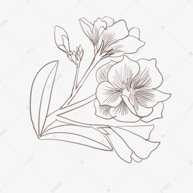 夹竹桃线描