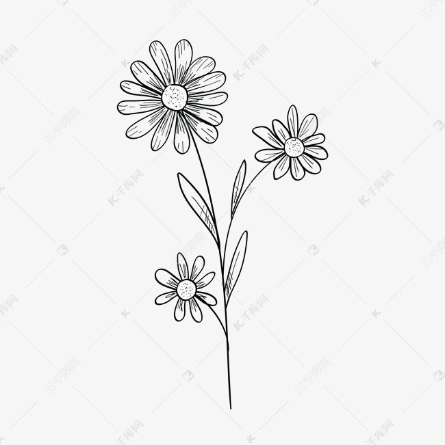 黑色铅笔画菊花免抠