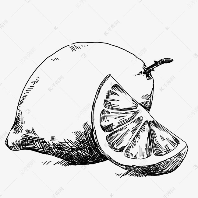 线描柠檬手绘插画