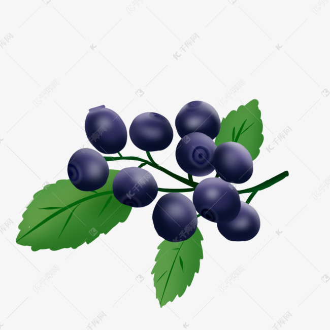 手绘蓝莓树枝矢量素材