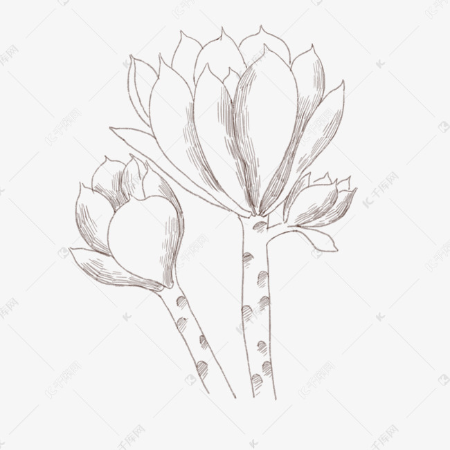 手绘线描多肉黑法师