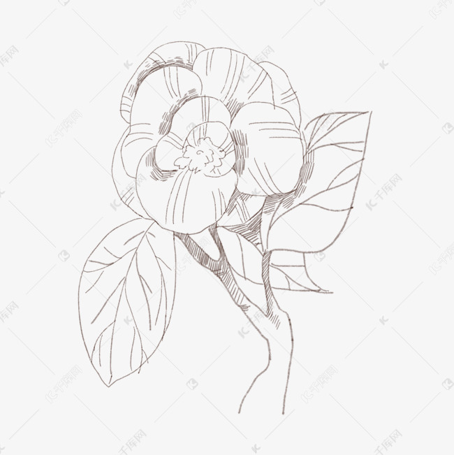 手绘线描茶花插画