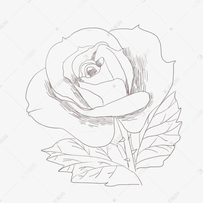 蔷薇线描手绘插画