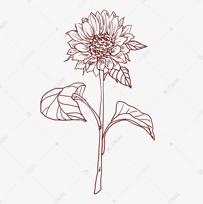黑色线描向日葵