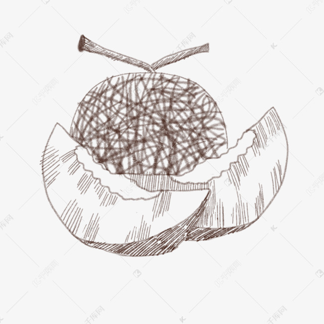 线描哈密瓜