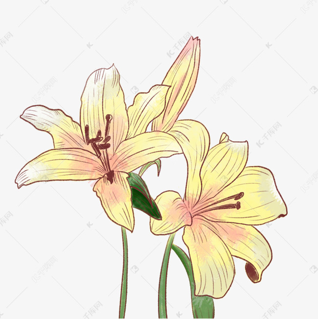 手绘蜡笔画黄色百合花装饰素材